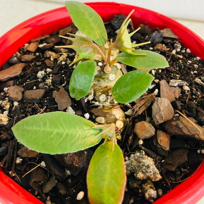 Potted Dorstenia foetida grown in a 130mm nursery pot