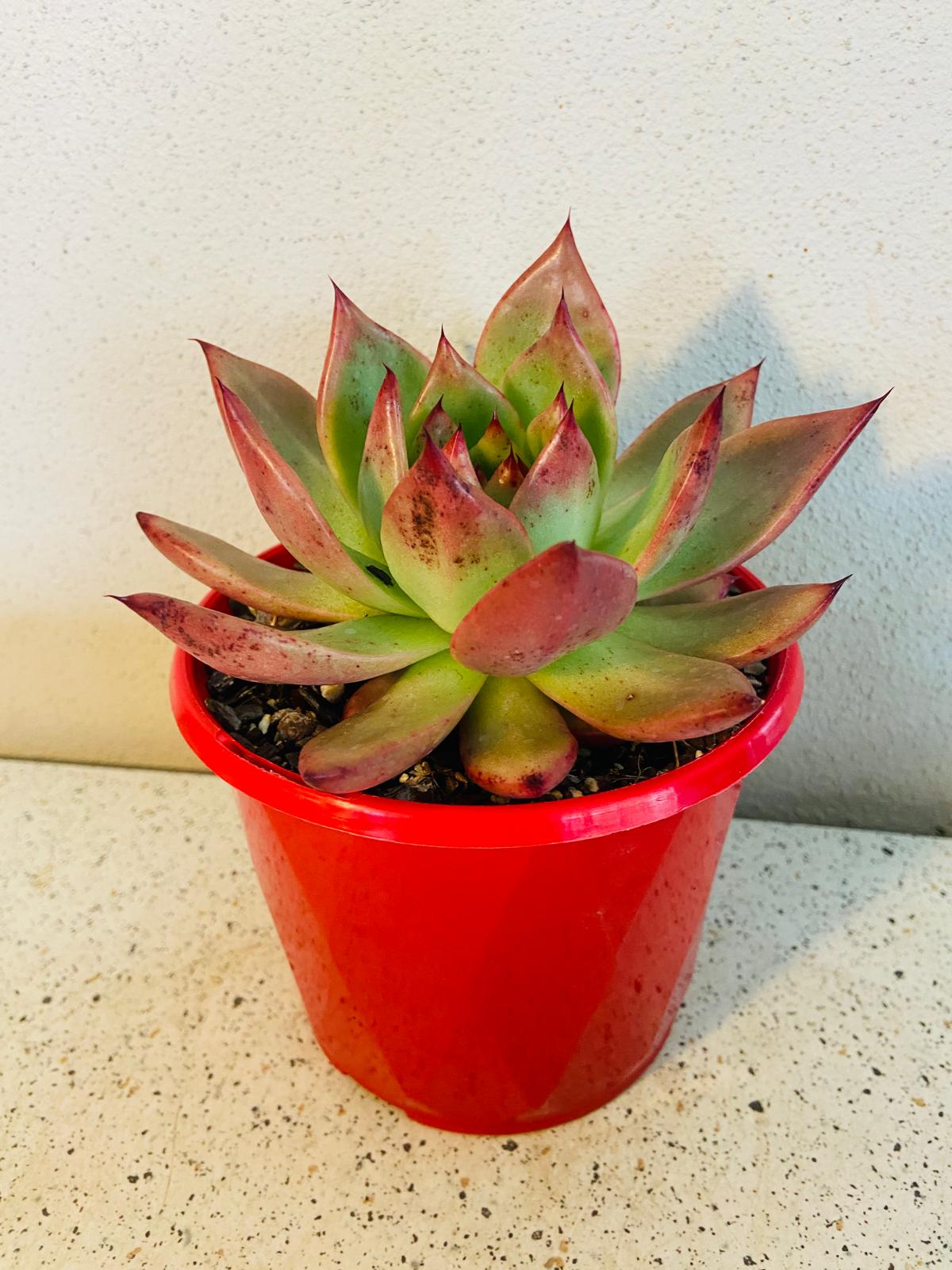 Potted Echeveria ‘Amestro’ suitable for patios, bowls, or succulent collections