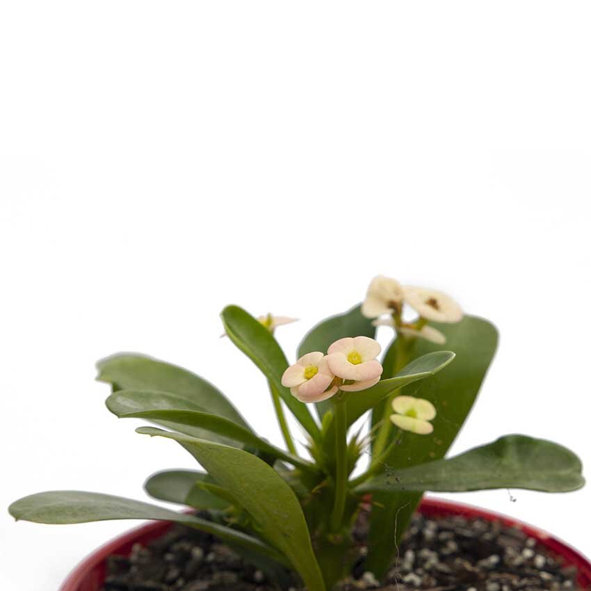 Potted Euphorbia ‘Somona Bianca’ suitable for bright indoor spaces or sheltered patios
