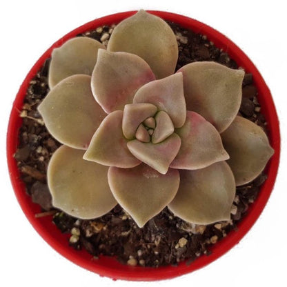 Potted Graptoveria ‘Purple Delight’ suitable for bowls, patios, or sunny displays