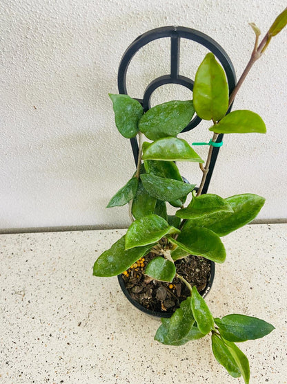 Potted Hoya carnosa ‘Pink’ suitable for hanging baskets or bright indoor shelves