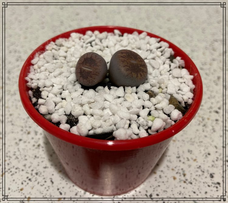 Potted Lithops succulent
