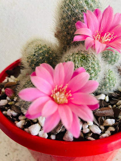 Potted Rebutia cactus suitable for sunny windowsills and cactus collections