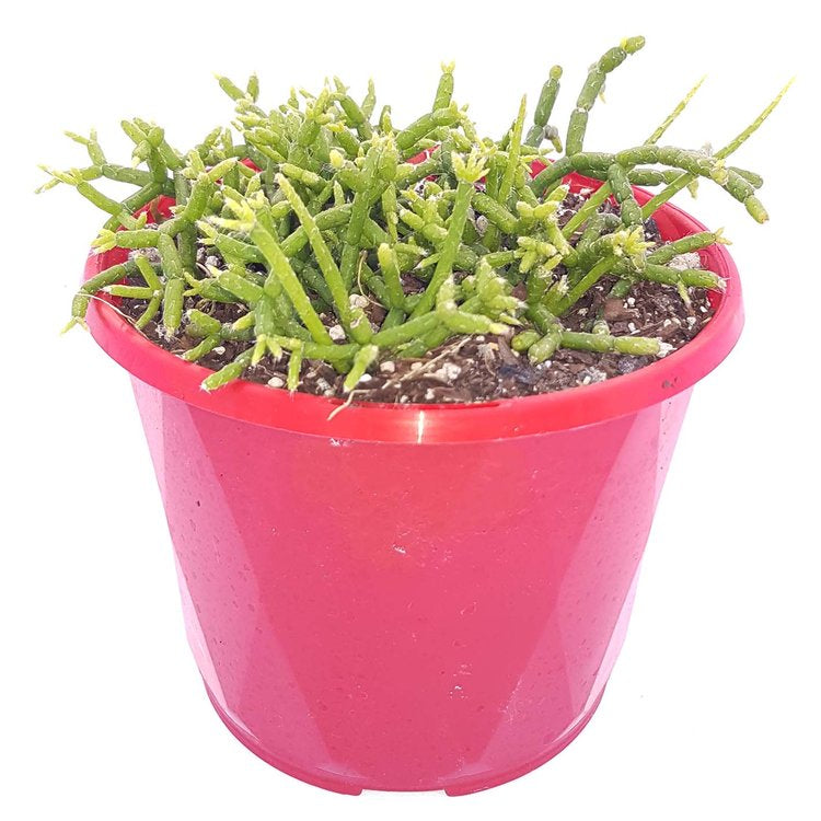 Potted Rhipsalis cereuscula suitable for hanging baskets or indoor shelves