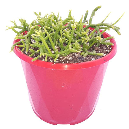 Potted Rhipsalis cereuscula suitable for hanging baskets or indoor shelves