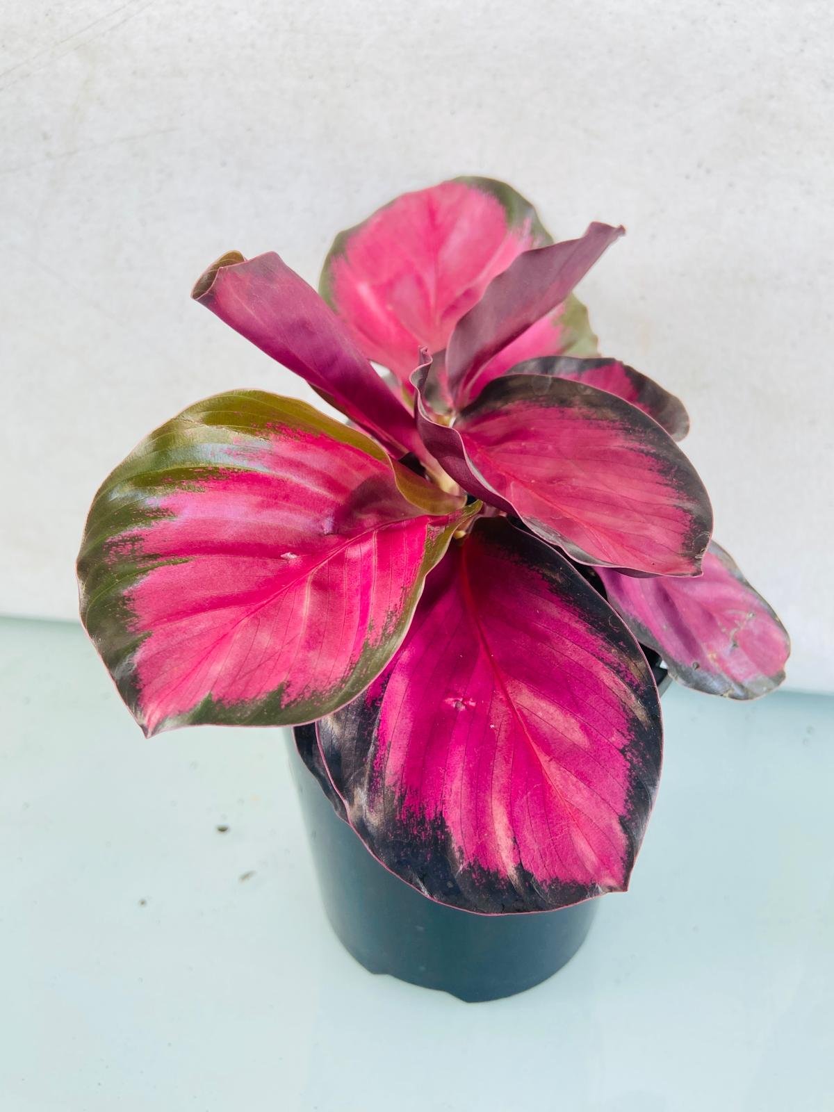 Calathea Crimson Black prayer plant with striking dark leaves suitable for Australian homes.