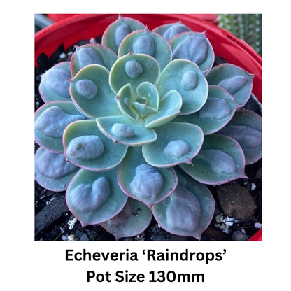 Premium collection of assorted Echeveria succulents with vibrant foliage and symmetrical rosettes.