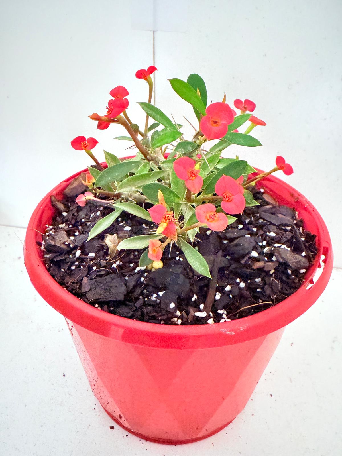 Trailing Crown of Thorns succulent