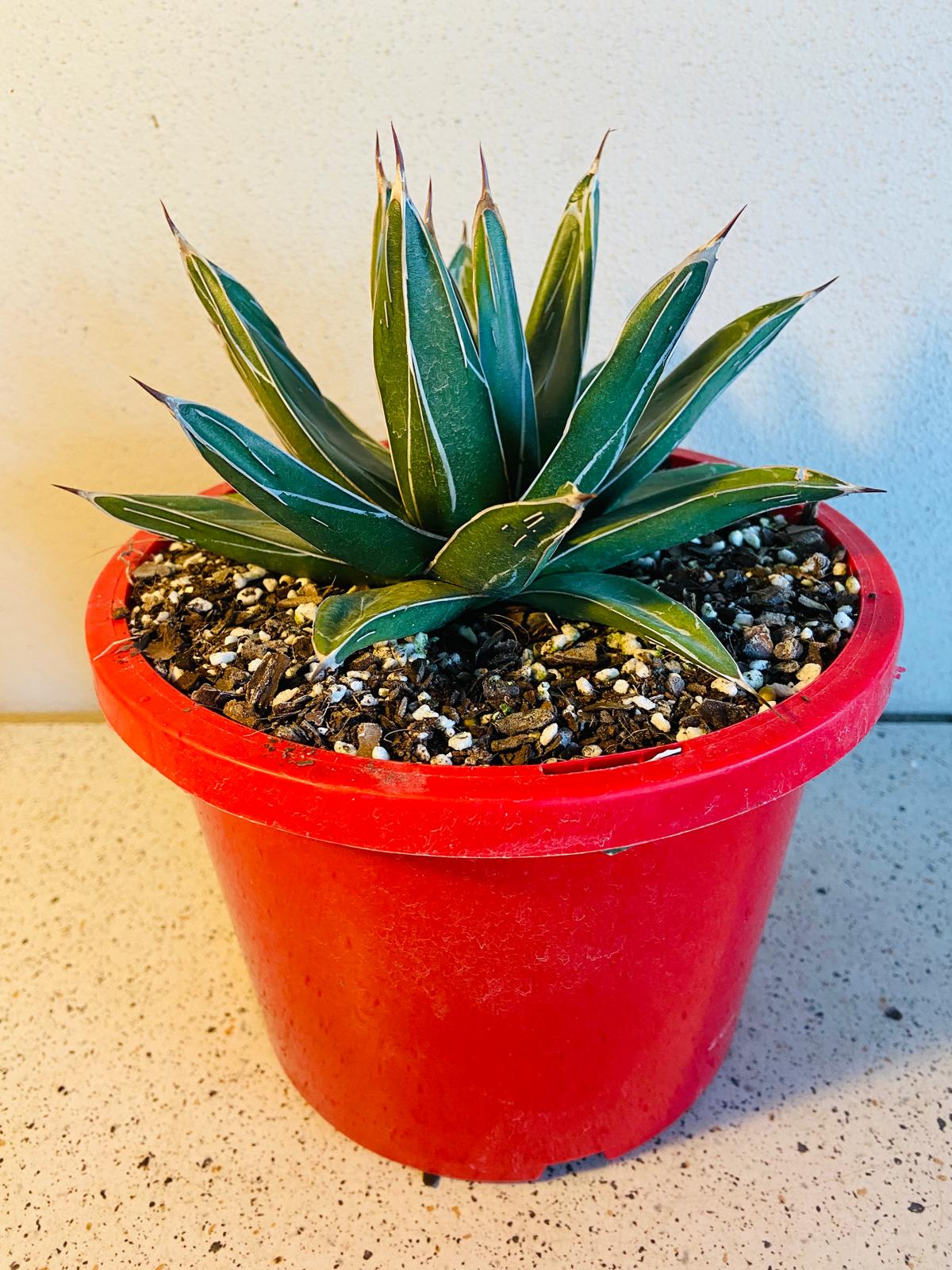 Close-up of Agave victoriae-reginae leaf pattern and leaf tips