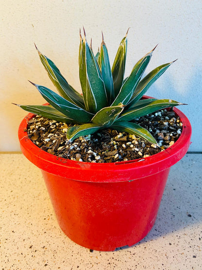 Close-up of Agave victoriae-reginae leaf pattern and leaf tips