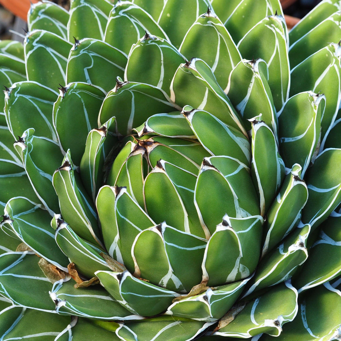 Agave victoriae-reginae showing distinctive white leaf markings