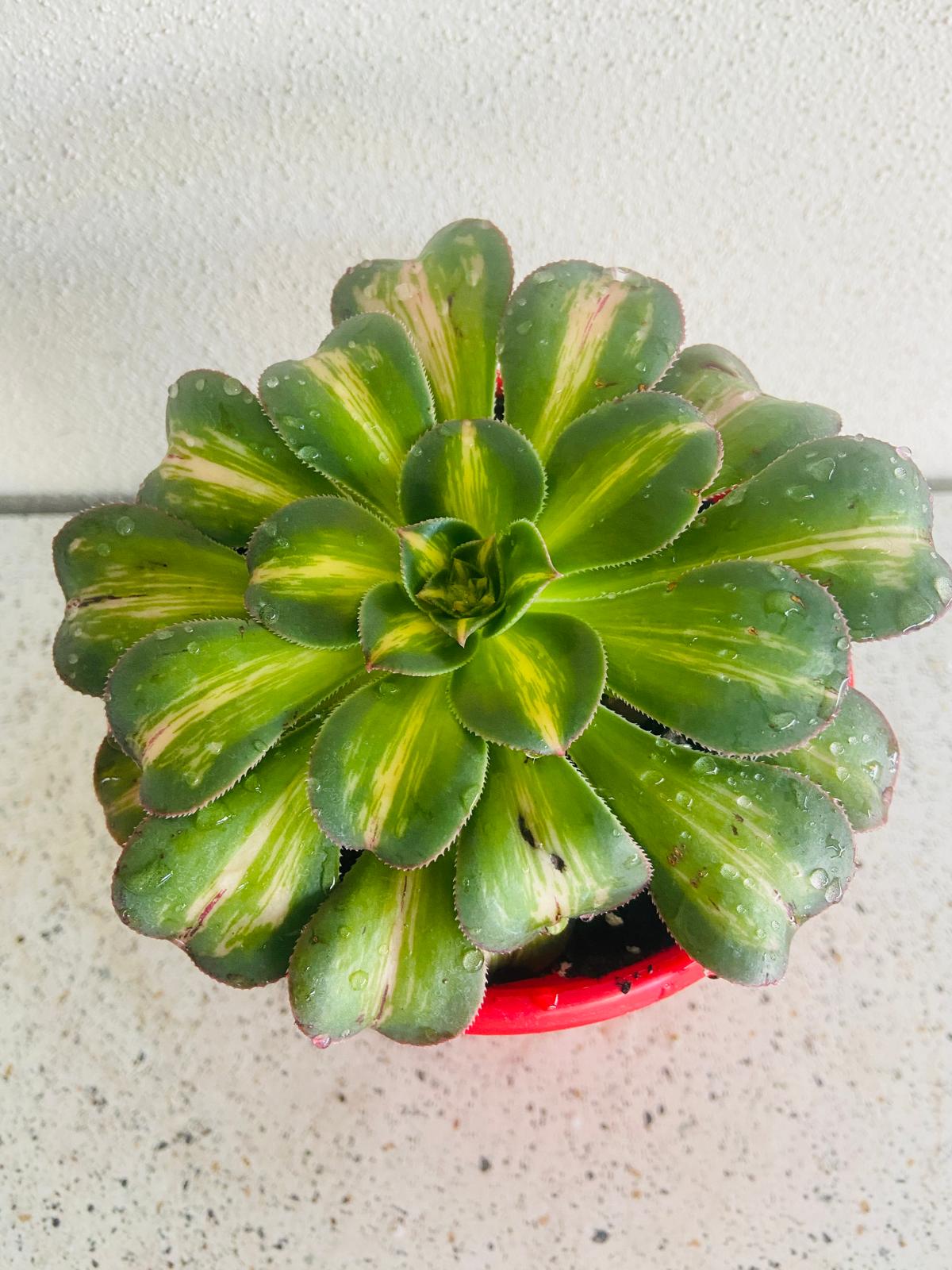 Healthy Aeonium 'Moonburst' suitable for Australian succulent collectors and home gardens.