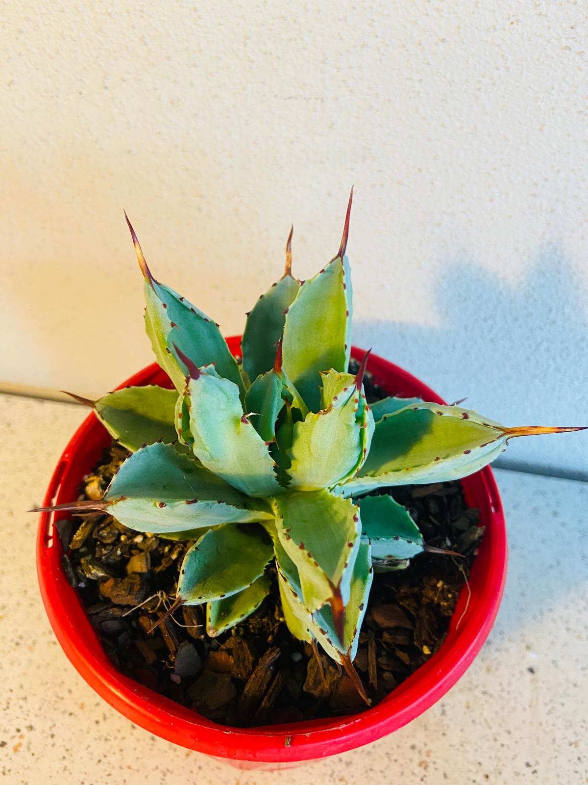 Rare Agave potatorum 'Cubic' suitable for Australian succulent collectors and modern gardens.