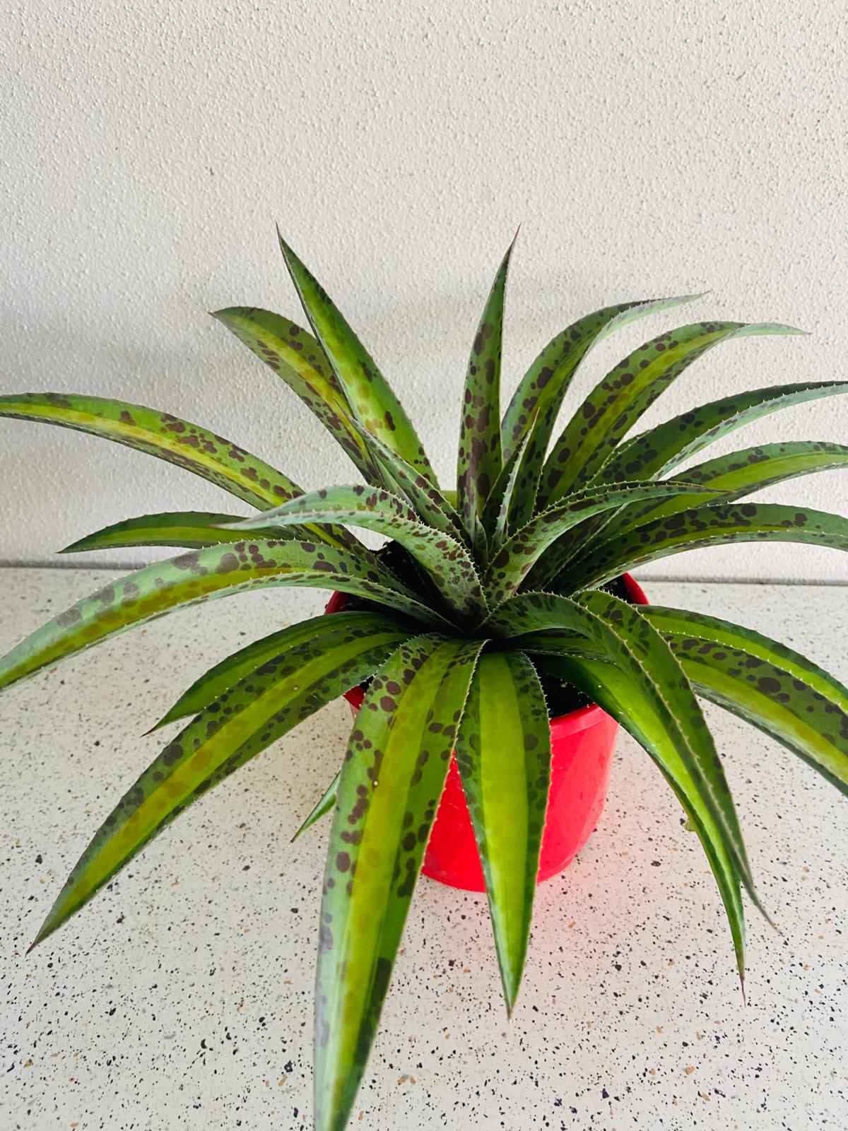 Healthy Agave 'Summer Splice' suitable for Australian succulent collections and modern gardens.