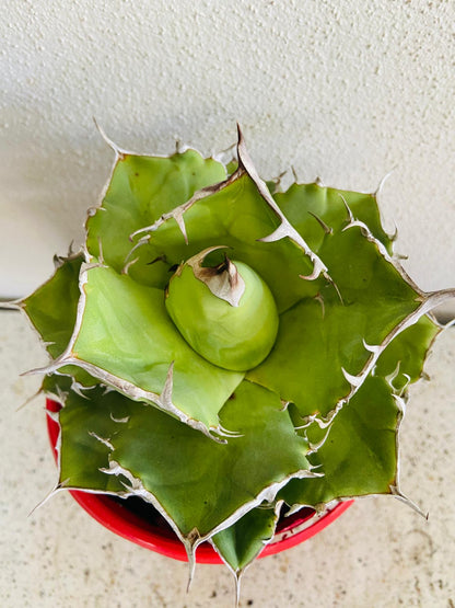 Rare Agave titanota for Australian succulent collectors