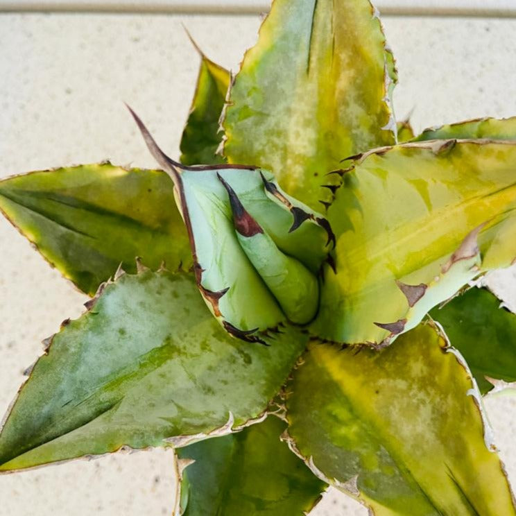 Rare Agave titanota Silver for succulent collectors in Australia