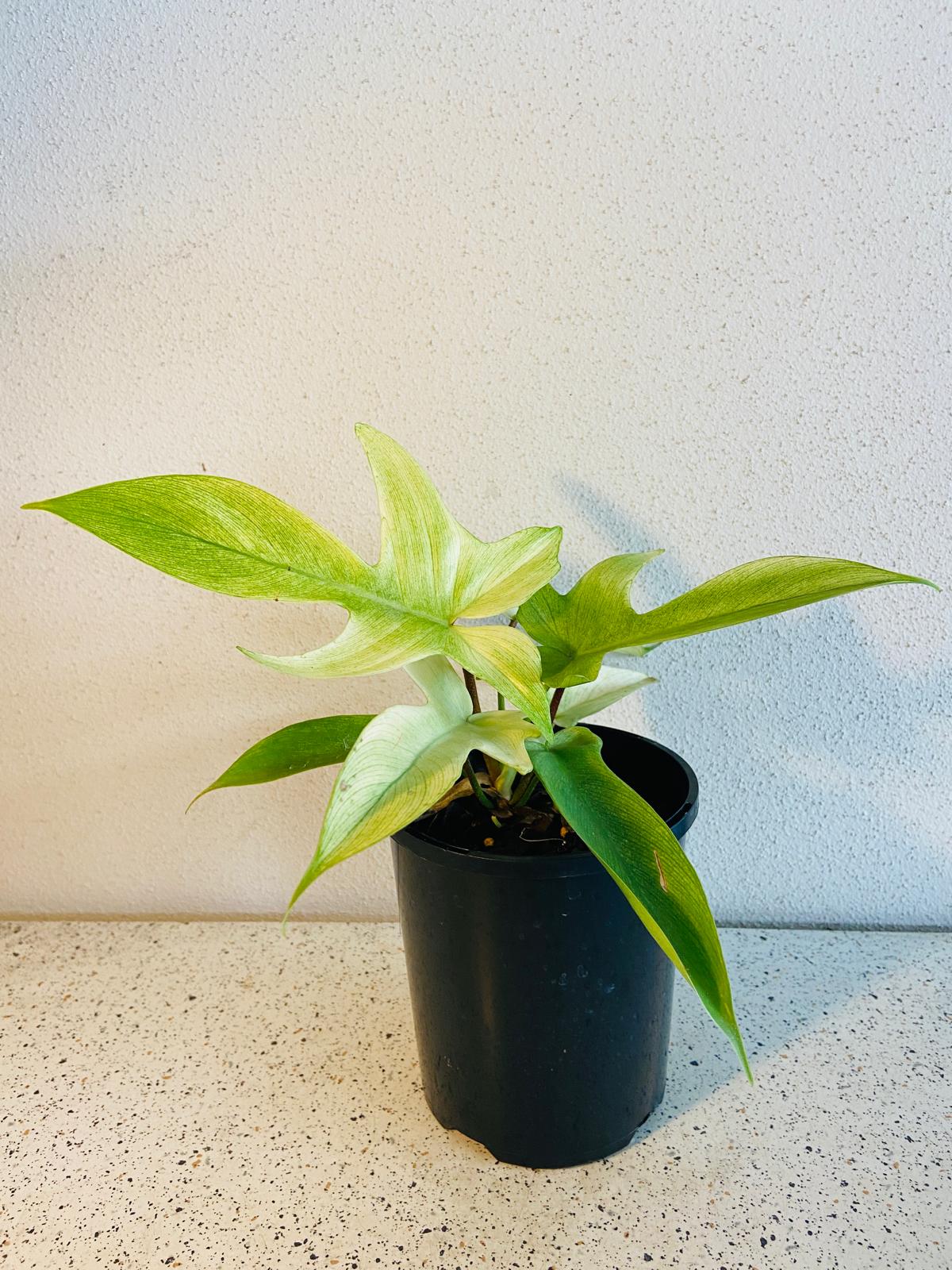 Rare aroid plant Philodendron Florida Ghost with colourful tropical foliage