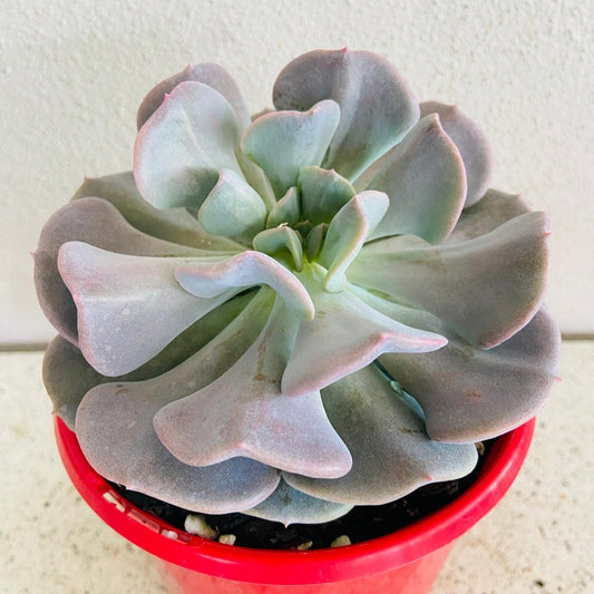 Echeveria Cubic Frost succulent with frosty blue-grey rosette leaves