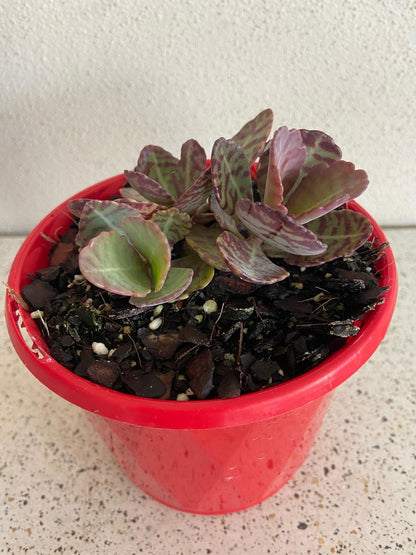 Rare Kalanchoe variety with decorative leaf patterns