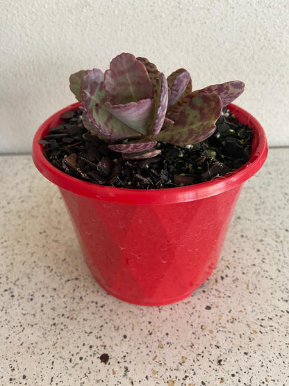 Rare Kalanchoe variety with decorative leaf patterns