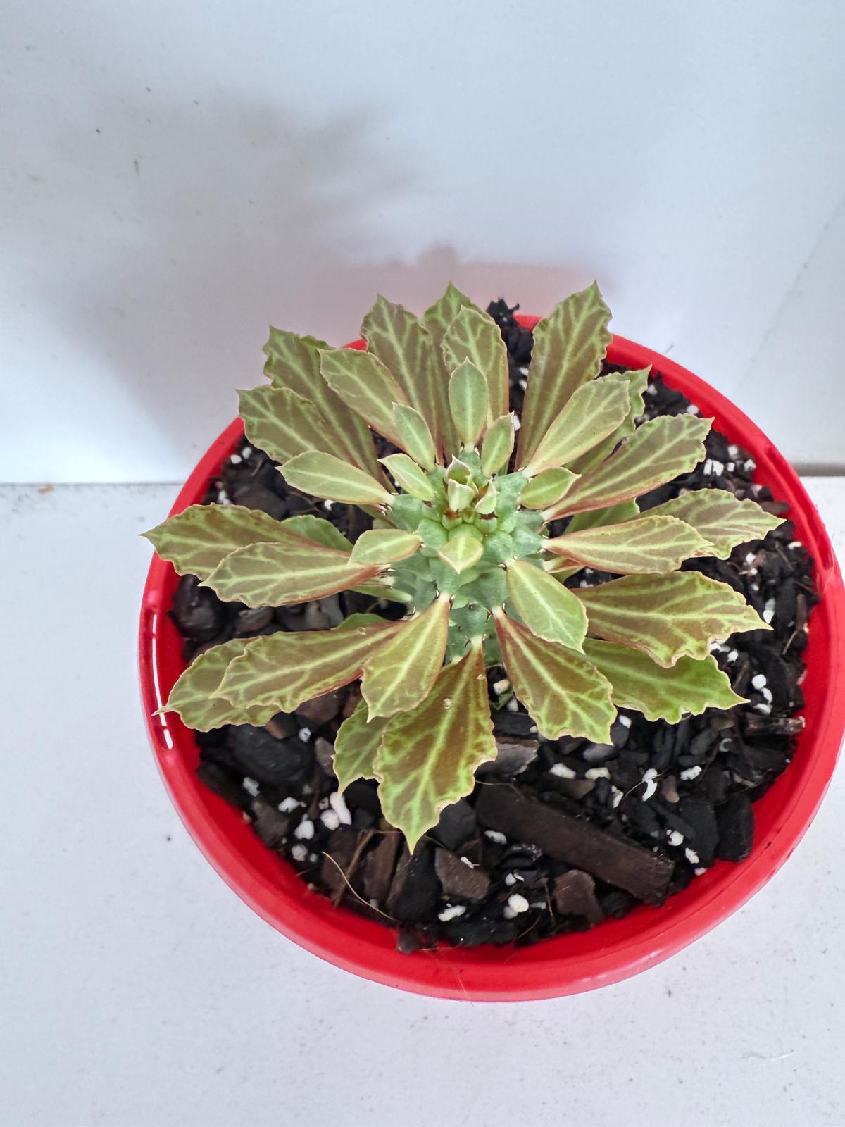 Rare Monadenium reflexum succulent suitable for Australian caudex plant collectors.