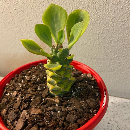 Rare variegated succulent with colourful stems available for Australian plant collectors
