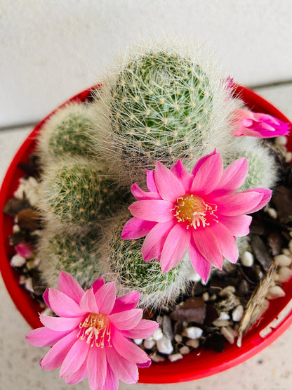 Rebutia cactus grown in a 130mm container and ready for bare-root shipping