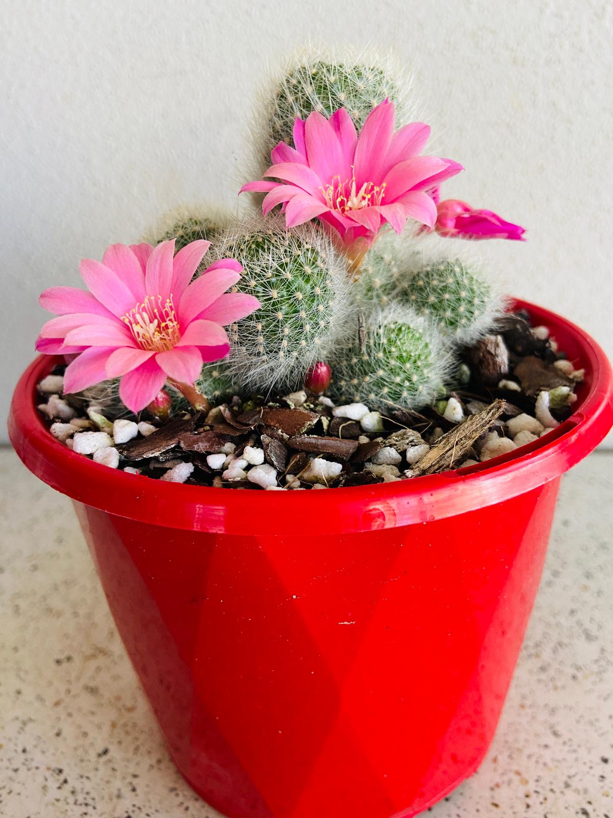 Close-up of Rebutia cactus showing woolly areoles and fine spines
