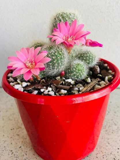 Close-up of Rebutia cactus showing woolly areoles and fine spines