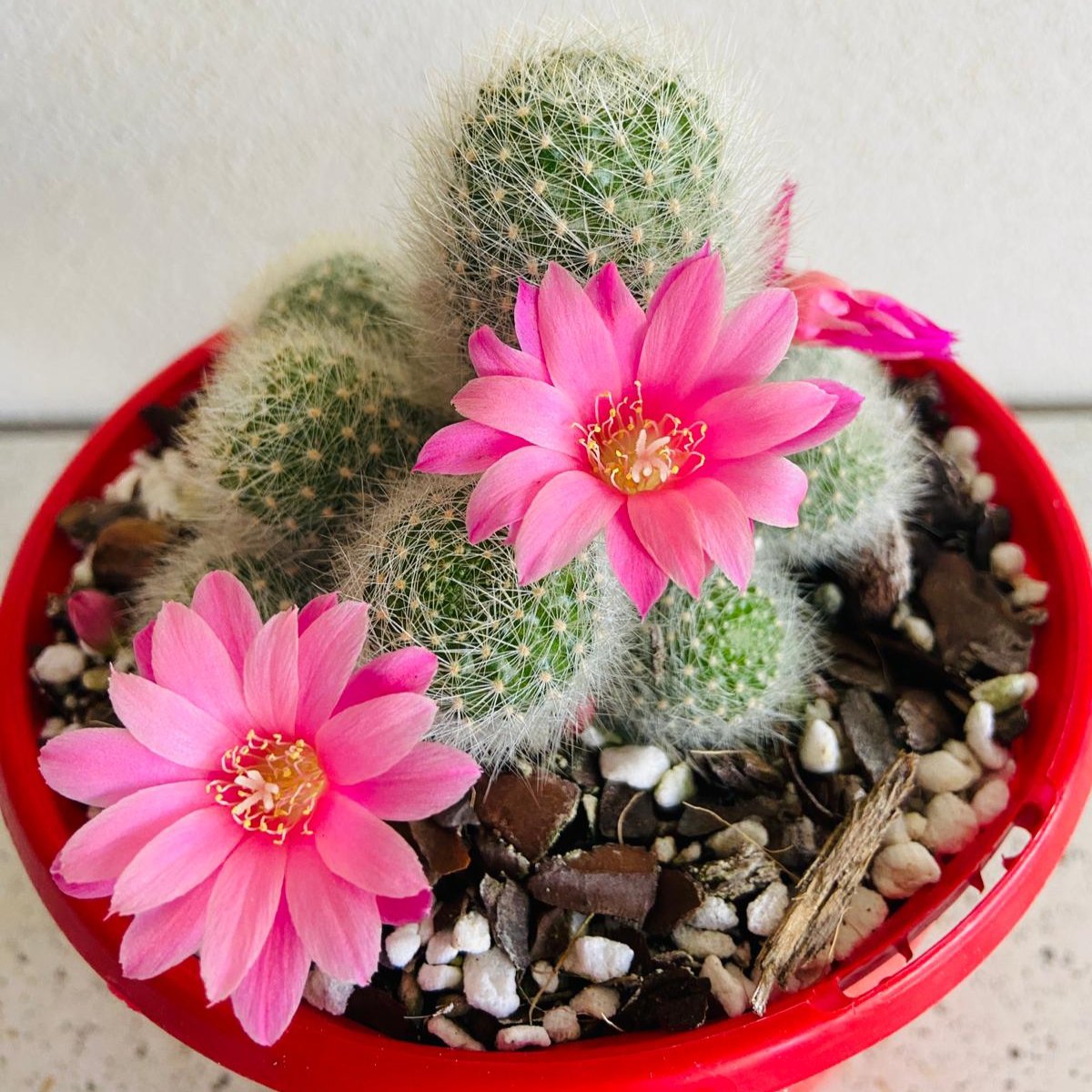 A Rebutia cactus with pink flowers in a red container, surrounded by small pebbles.