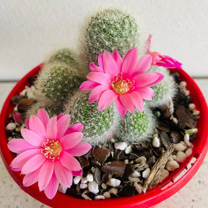 A Rebutia cactus with pink flowers in a red container, surrounded by small pebbles.