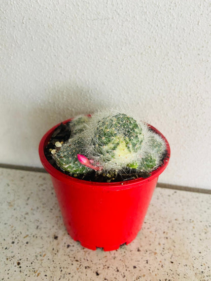 Rebutia variegated cactus in a decorative pot