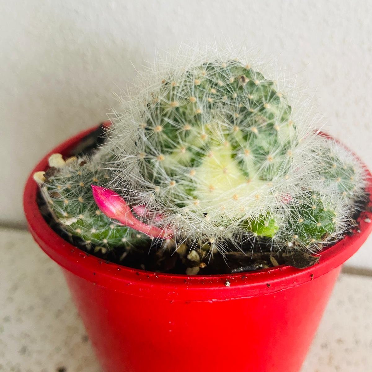Rebutia variegated cactus plant