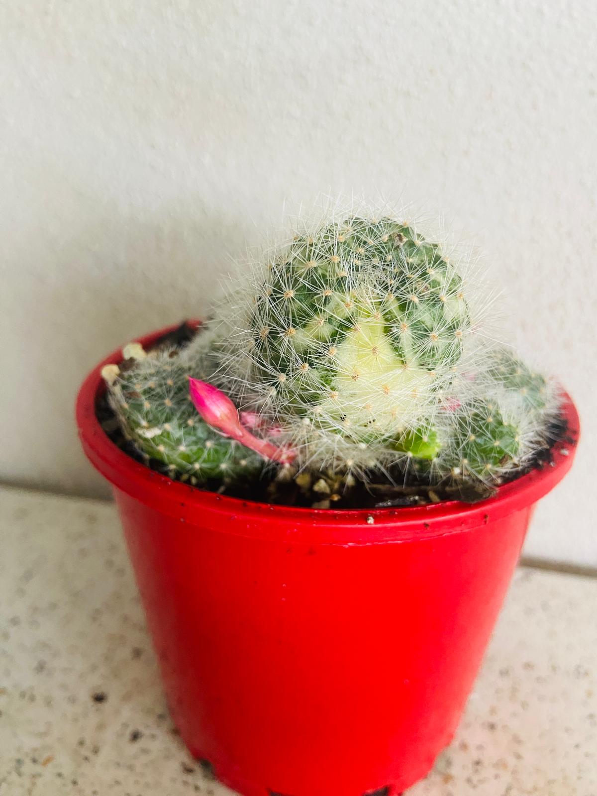 Close-up of variegated Rebutia cactus