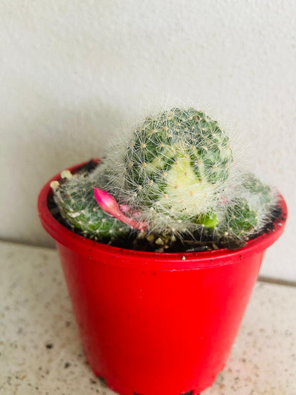 Close-up of variegated Rebutia cactus