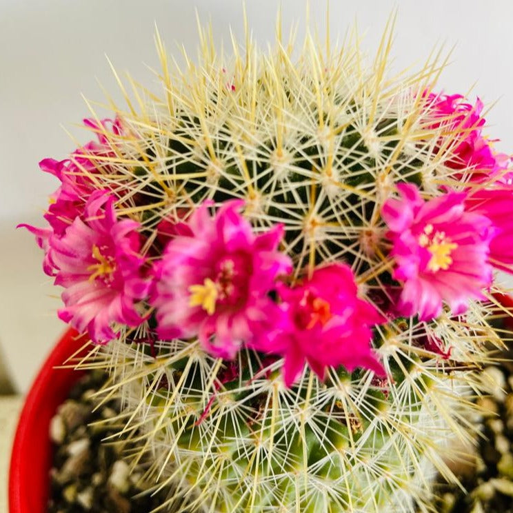 Red-Headed Irishman cactus growing in a decorative pot