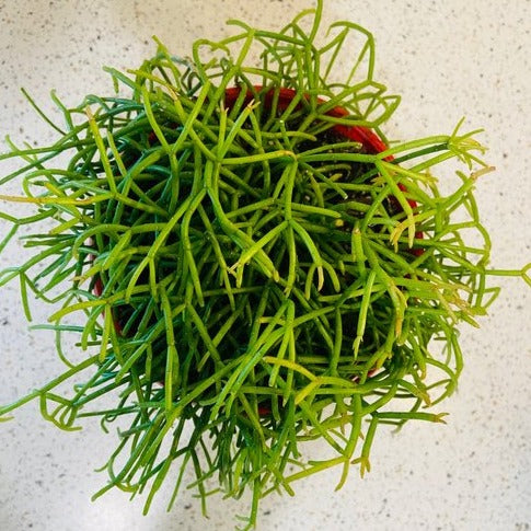 Rhipsalis capilliformis Mistletoe Cactus growing in a red 130mm pot
