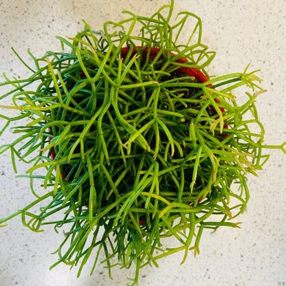 Rhipsalis capilliformis Mistletoe Cactus growing in a red 130mm pot