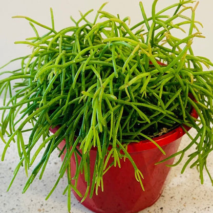 Rhipsalis Capilliformis 