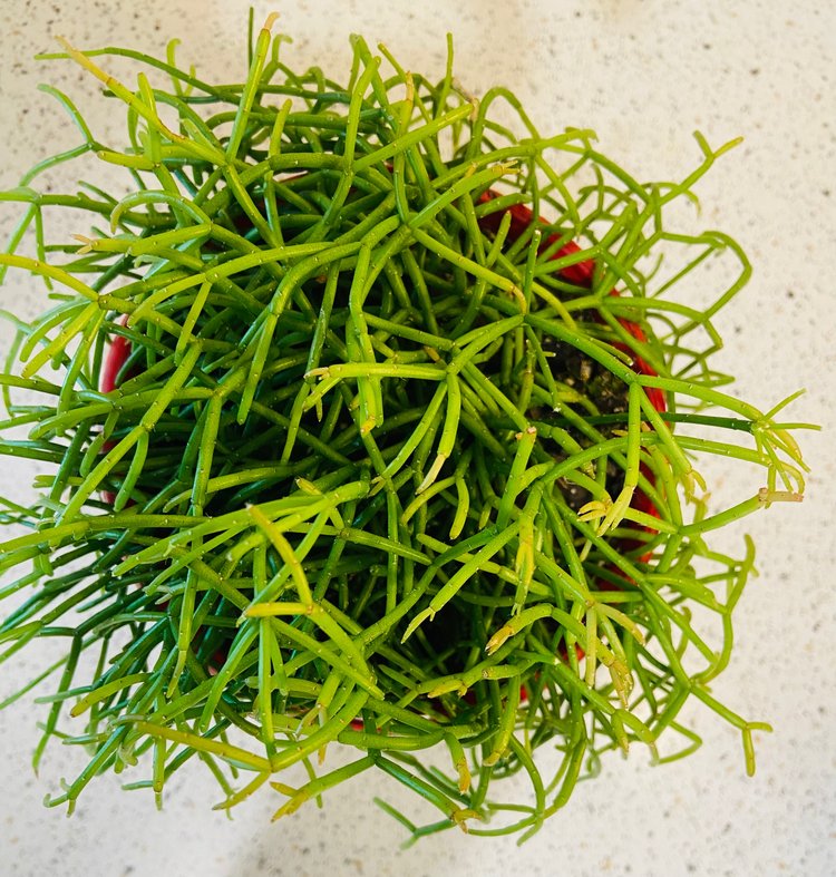 Rhipsalis capilliformis Mistletoe Cactus growing in a 130mm pot