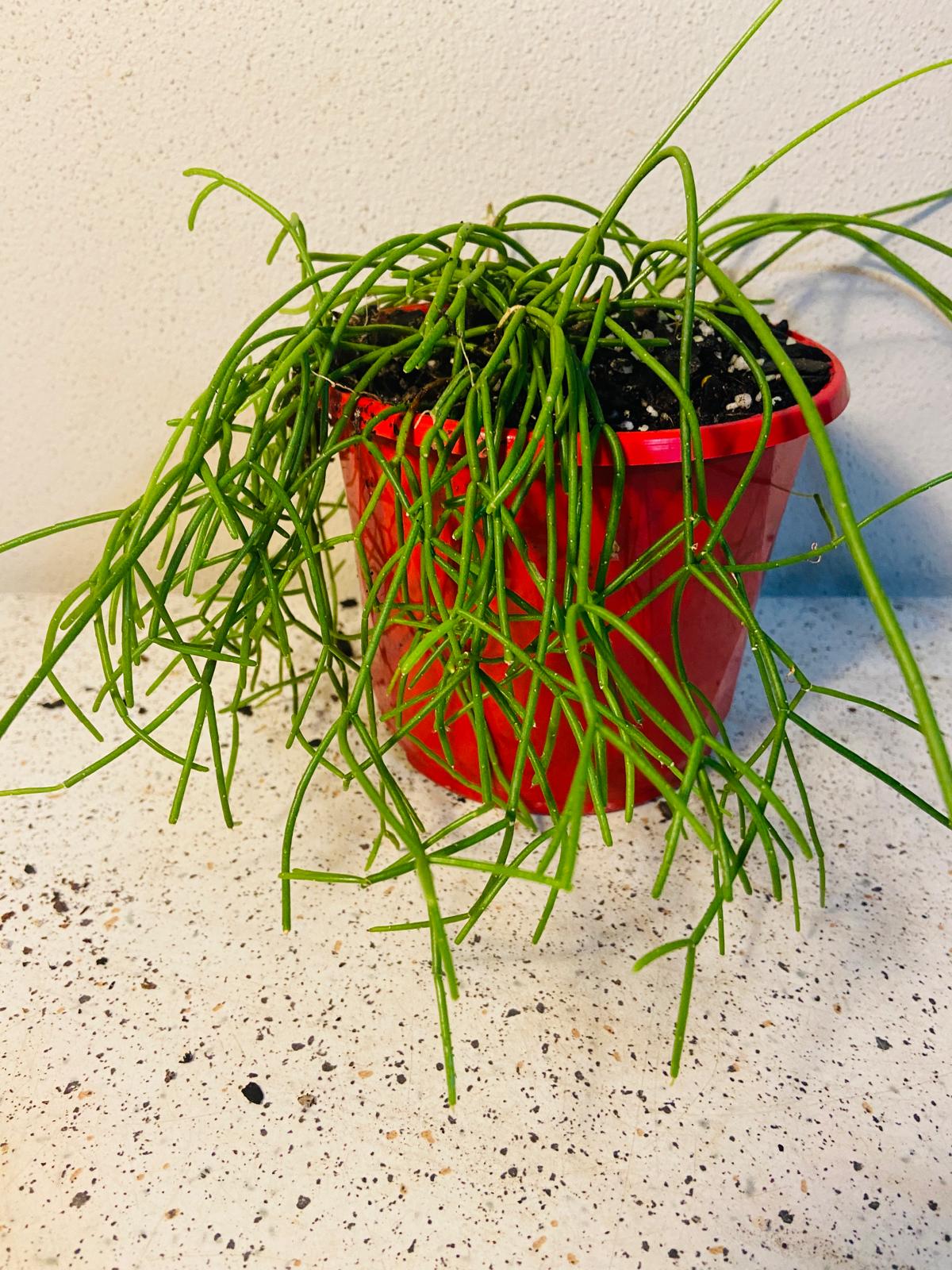 Detailed view of the delicate green stems of Rhipsalis cassutha epiphytic cactus