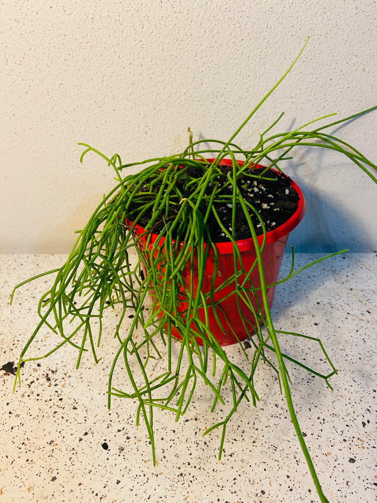 Rhipsalis cassutha Mistletoe Cactus growing as a trailing hanging basket plant