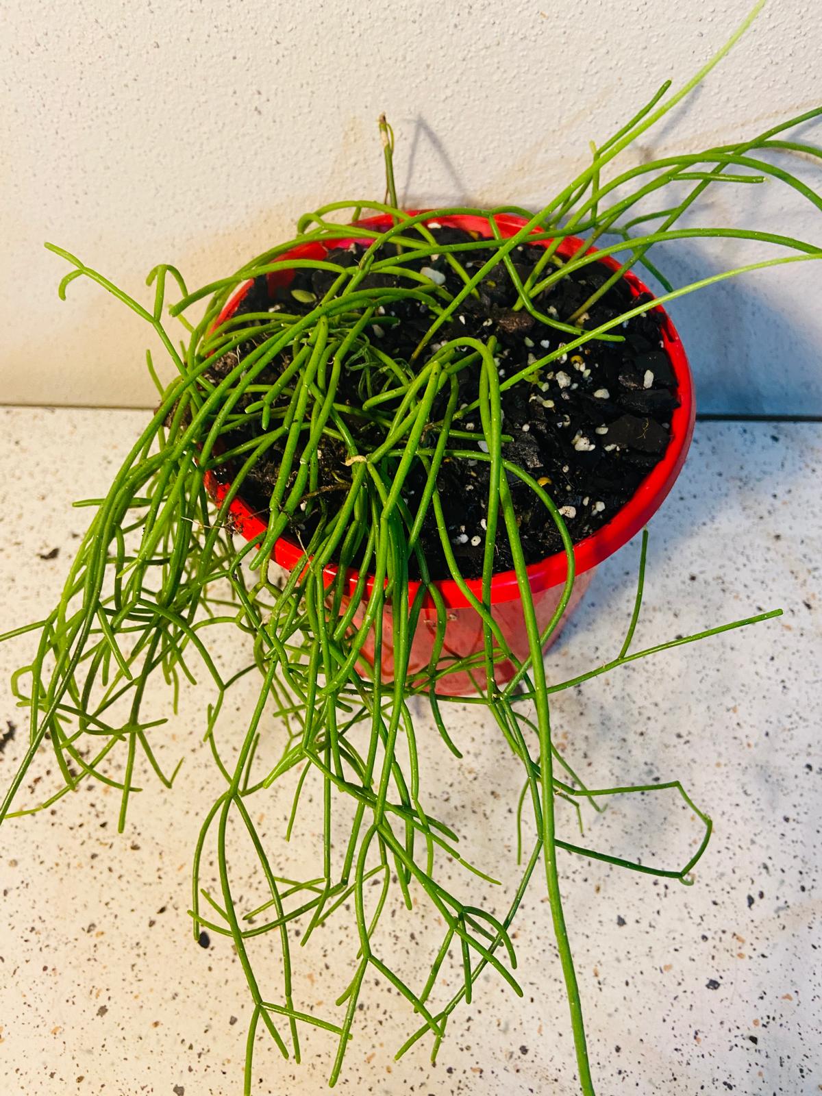 Rhipsalis cassutha Mistletoe Cactus used as an indoor tropical plant decoration