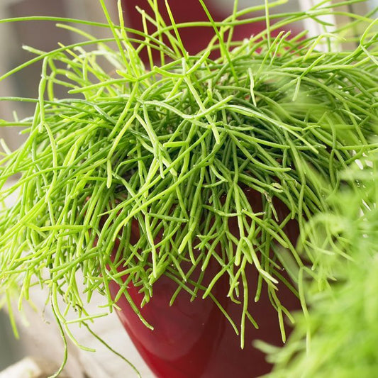 Rhipsalis cassutha Mistletoe Cactus with trailing green stems in an 80mm nursery pot