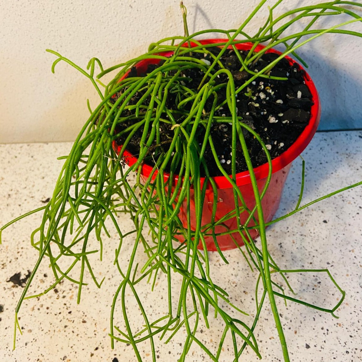 Close-up view of Rhipsalis cassutha Mistletoe Cactus showing soft cascading stems