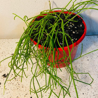 Close-up view of Rhipsalis cassutha Mistletoe Cactus showing soft cascading stems