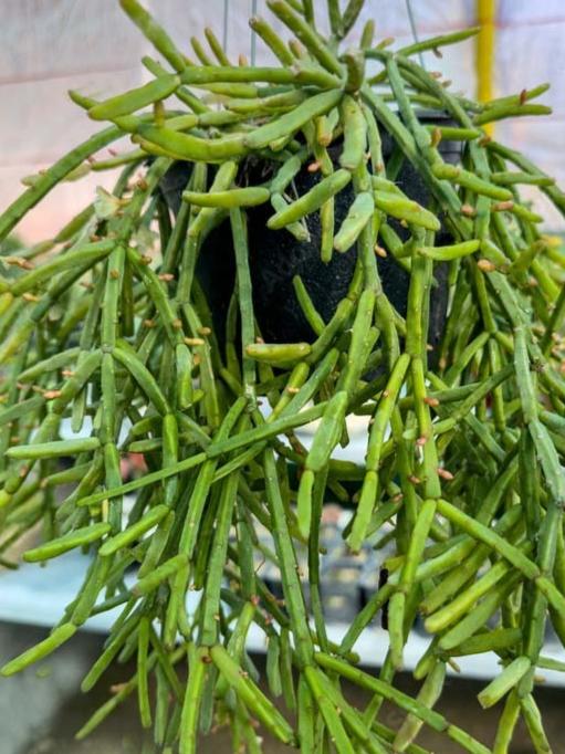 Coral Cactus plant showing soft segmented stems and trailing growth