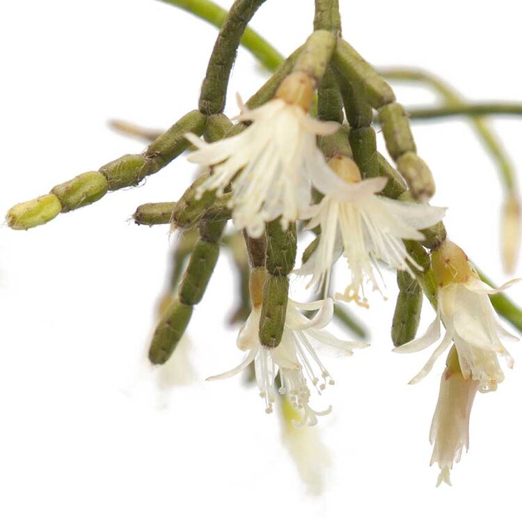 Rice Cactus with delicate green stems growing in a compact pot