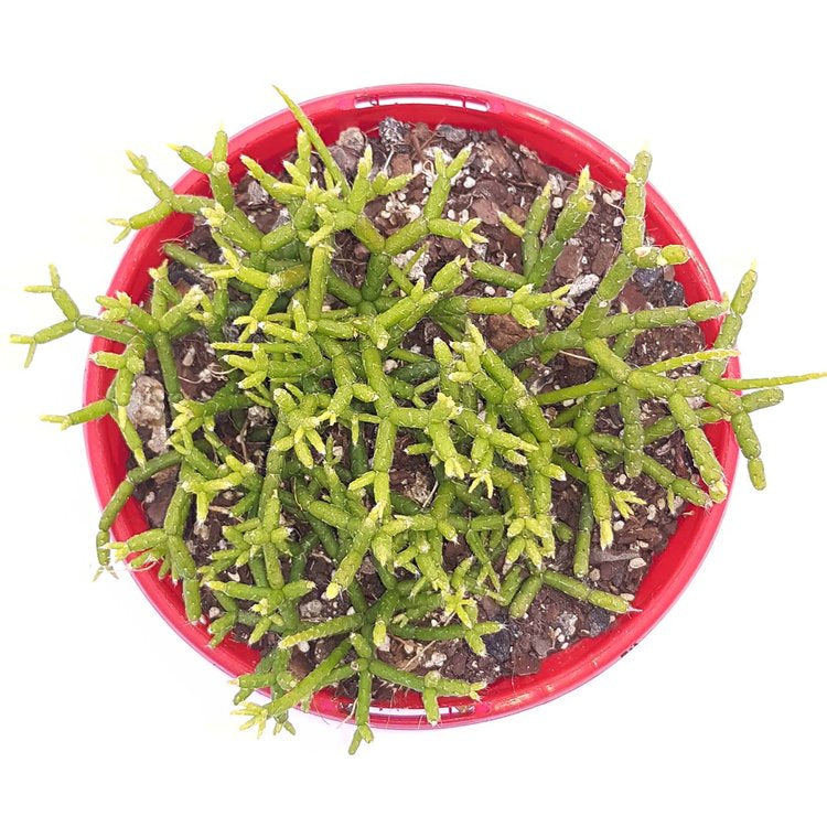Trailing Rhipsalis cereuscula with stems spilling gently over the pot edge
