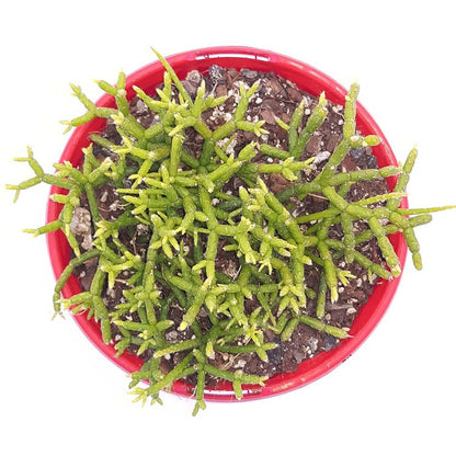 Trailing Rhipsalis cereuscula with stems spilling gently over the pot edge